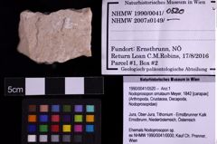 Foto (Objekt + Etiketten) von Nodoprosopon ornataum (Meyer, 1842) (NHMW-GEO-1990-0041-0520)